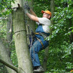 ścinka drzew metodą alpinistyczną
